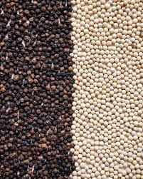High Quality Chinese Black Pepper / Wholesale Black Pepper Seeds